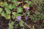 Dovefoot geranium